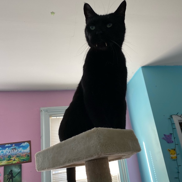 Please Read description🐾💙💚 - Picture 8 of 13